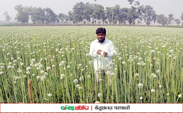 পেঁয়াজের বীজ চাষে কোটি টাকার ব্যবসা