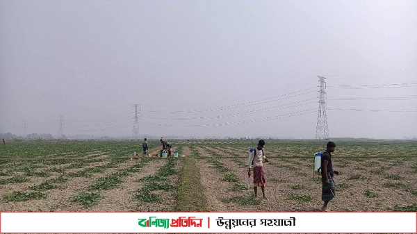 কৃষকরা ৭০ হেক্টর বর্গাজমিতে তরমুজ চাষ করে লাভবান