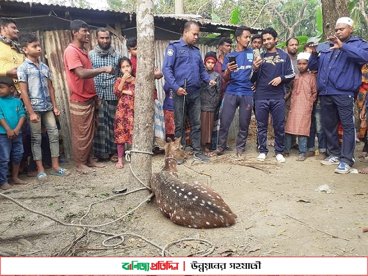 ভোলায় শিয়াল ধরতে গিয়ে ধরা পরলো হরিণ