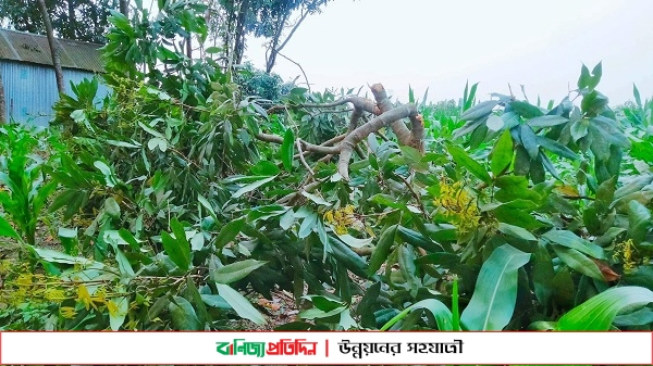 জামাই নষ্ট করলো শশুরের লিচু গাছ ও ক্ষেতের ফসল