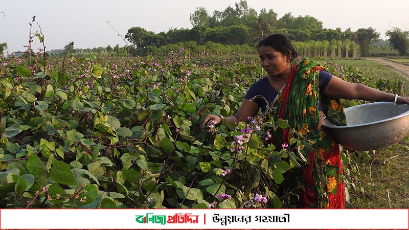 বিদেশে যাচ্ছে মাগুরার শিম