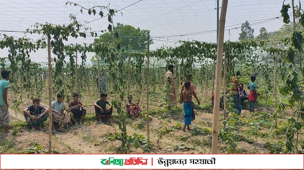 নোয়াখালীতে এক একর জমির করলা গাছ কেটে ফেলেছে দুর্বৃত্তরা