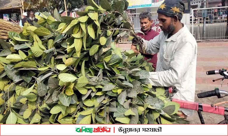 কাঁঠালপাতা বিক্রি করে সংসার চলে হানিফুরের