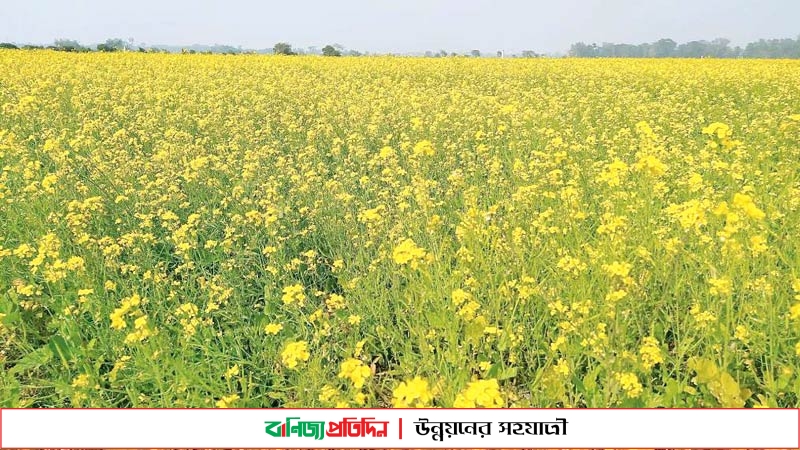 ভোজ্যতেলের চাহিদা মেটাতে সরিষা আবাদে ঝুঁকছেন কৃষকরা