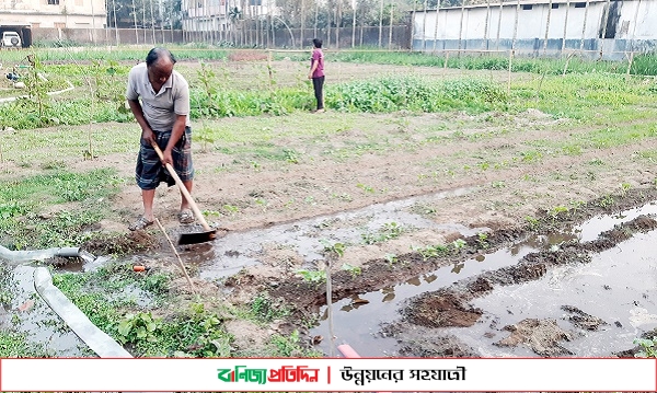 ঠাকুরগাঁওয়ে পতিত জমিতে সবজি চাষে সাফল্য