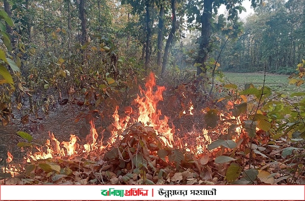 শ্রীপুরে বনে রহস্যময় আগুন, হুমকির মুখে শাল-গজারি গাছ