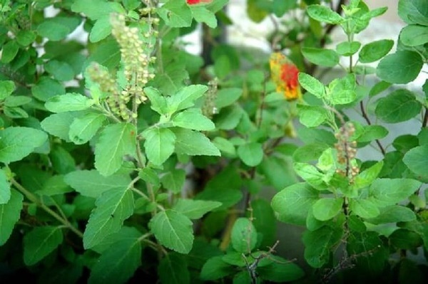 সকালে কাঁচা তুলসি খেলে পাবেন দারুণ উপকার