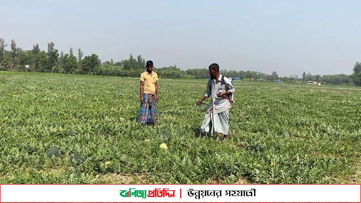 নিজের জমি নেই, তবুও তরমুজ চাষে থেমে নেই আজাদ