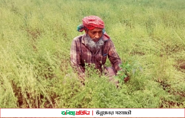 মাগুরায় ১৬৪ হেক্টর জমিতে কালোজিরা ফসলের চাষ হয়েছে