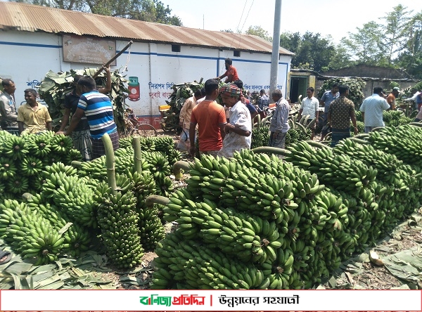 জয়পুরহাটের কলা যাচ্ছে দেশের বিভিন্ন প্রান্তে