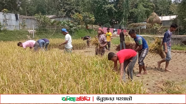 চিলমারীতে কৃষকের ধান কেটে দিল ছাত্রলীগ