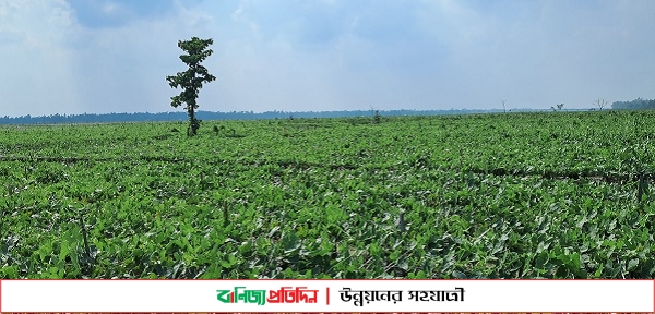 ধরলার বুকে পটল চাষ নজরদারী নেই কৃষি বিভাগের