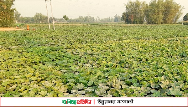 দাম ভালো থাকলেও তাপদাহে চিন্তিত মিষ্টিকুমড়া চাষিরা