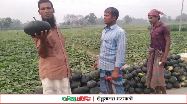 শেরপুরে মিষ্টি কুমড়ার বাম্পার ফলন, দামে খুশি কৃষক