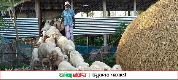 ব্রহ্মপুত্রের চরে গাড়ল পালন; ভাগ্য বদলের স্বপ্ন দেখছেন এক সাবেক সেনা