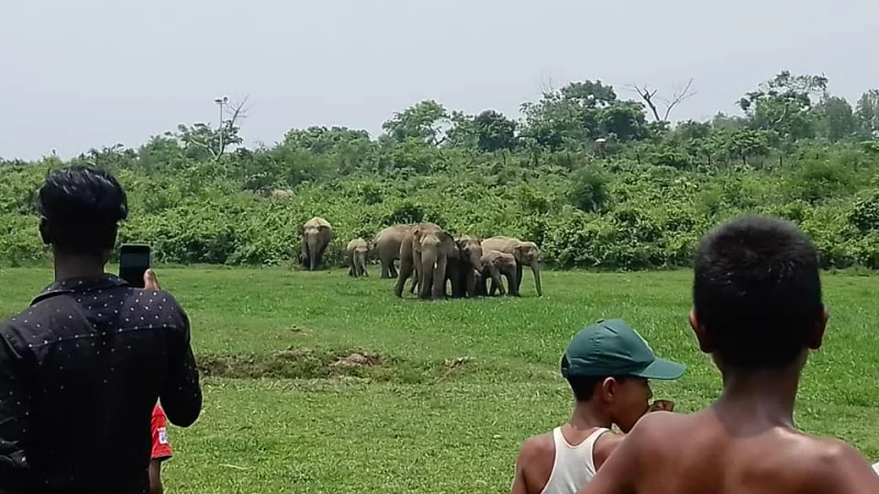 গারো পাহাড়ে বন্যহাতির আক্রমণে এক কৃষক নিহত