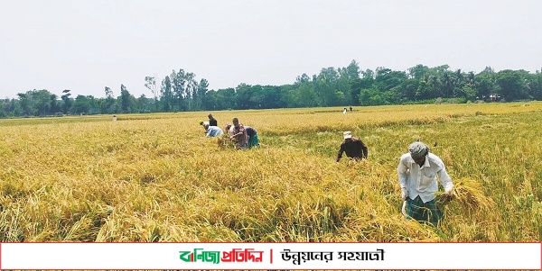 বোরোর ফলনে চিটা, দুঃশ্চিন্তায় কৃষক