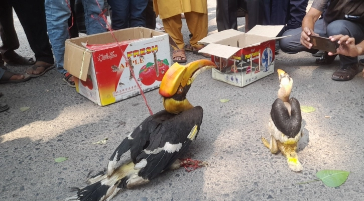 রাজ ধনেশ বিক্রির দায়ে দুই চোরাকারবারীর কারাদন্ড