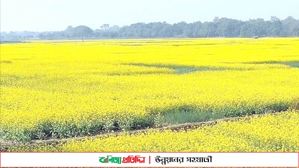 এবার লক্ষ্যমাত্রারও তিনগুণ বেশি জমিতে সরিষার আবাদ