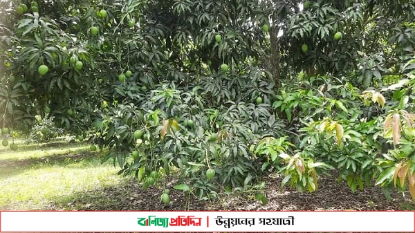 তীব্র খরা আর দীর্ঘদিন বৃষ্টি না হওয়ায় ঝরে যাচ্ছে আম ও লিচু