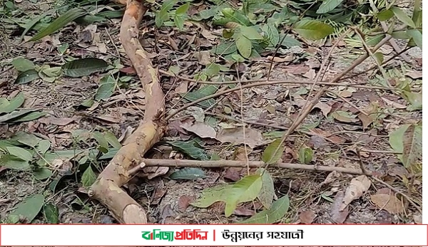 লোহাগড়ায় আদালতের আদেশ অমান্য করে জমি দখলের অভিযোগ