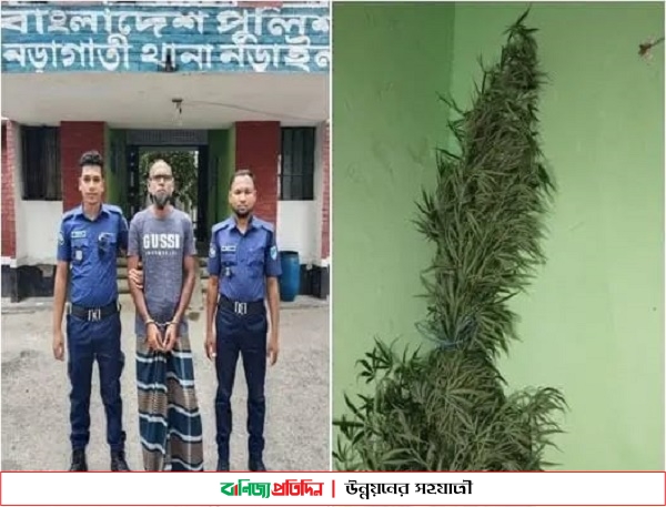 নড়াইলের নড়াগাতীতে খেতে গাঁজার চাষ