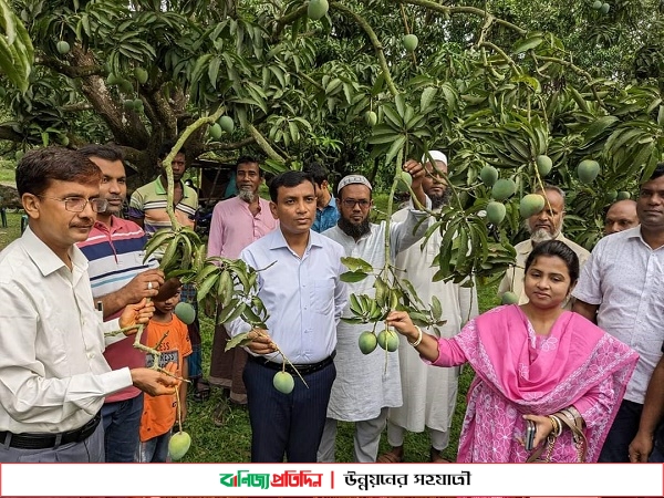 নাটোরে ৭৫০ কোটি টাকার আম কেনাবেচা হবে