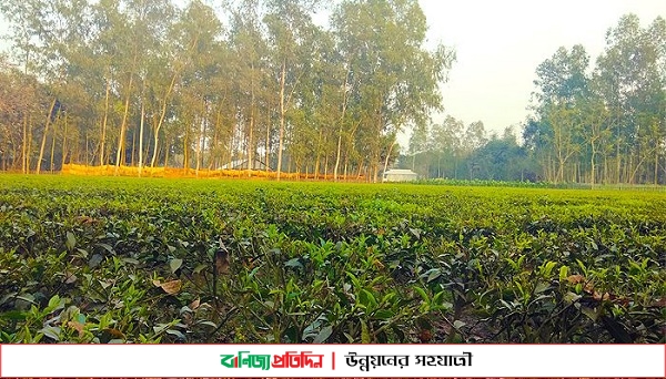 কৃষকরা তামাকের পরিবর্তে এখন চা চাষে ঝুঁকে পড়েছেন