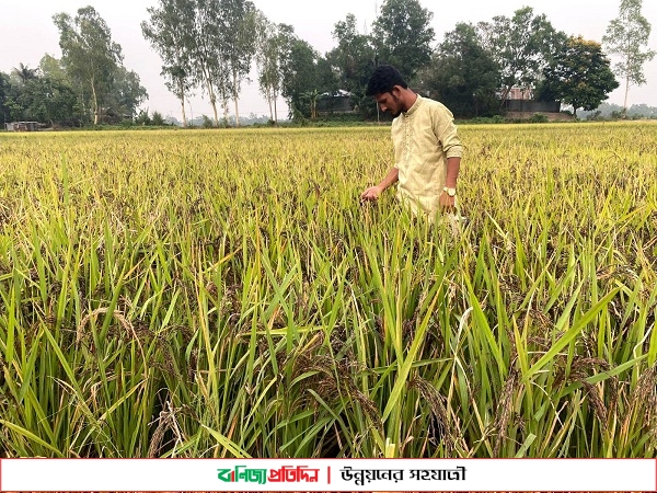 বাসাইলে ‘ব্ল্যাক রাইস’ চাষে করে সফল হয়েছেন নাহিদ