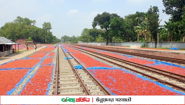 পাকা মরিচের লাল গালিচা যেনো কৃষকের উজ্জ্বল হাসির জীবন্ত প্রতিচ্ছবি