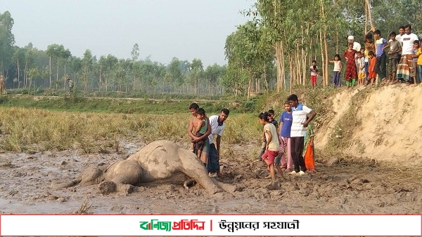 শেরপুরে বিদ্যুতায়িত করে হাতি হত্যার ঘটনায় মামলা