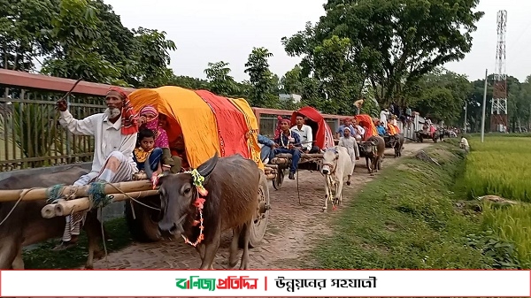 গরু ও মহিষের ১০ গাড়িতে বরযাত্রা