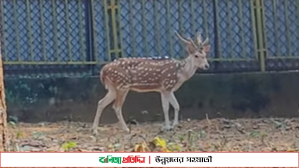 মধুটিলা ইকোপার্কের চিত্রা হরিণ জবাই, আটক-১