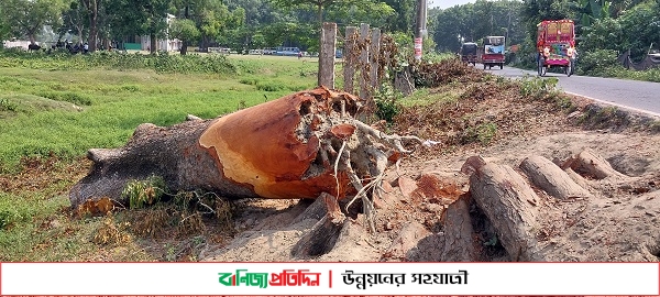 সম্প্রসারণের জন্য কাটা হচ্ছে সহস্রাধিক গাছ,নতুন গাছ লাগানোর তাগিদ স্থানীয়দের