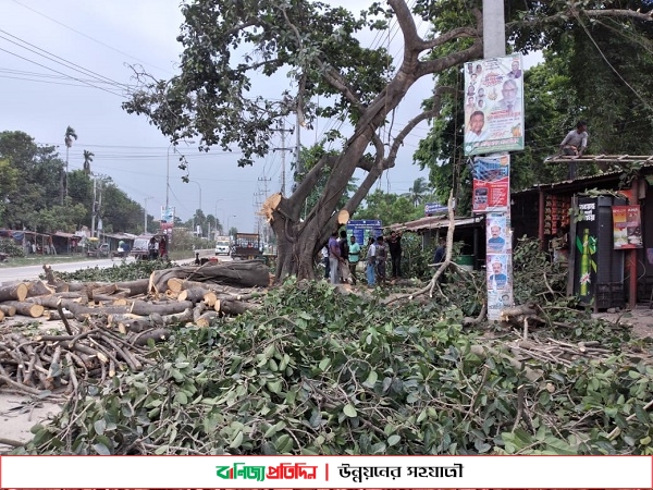 দুর্ঘটনা এড়াতে শুকনো গাছের ওয়ার্ক অর্ডারে ঠিকাদার কাটছে তাজাগাছ