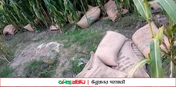 ভুট্টা ক্ষেতে থেকে ভিজিএফের ৬০ বস্তা চাল উদ্ধার