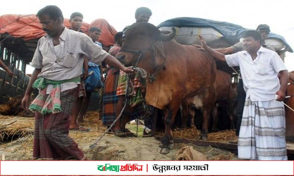 অসুস্থ পশু বিক্রি বন্ধে ৭৩ মেডিকেল টিম