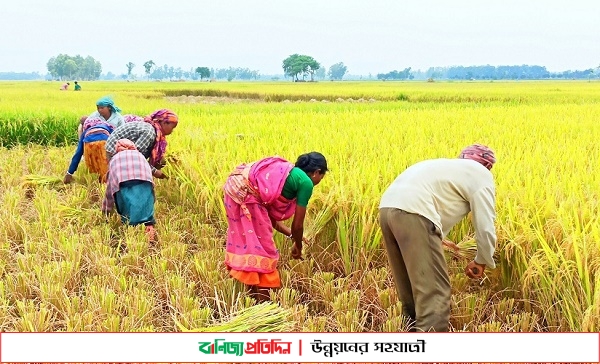 ঠাকুরগাঁওয়ে বোরোর বাম্পার ফলন দামে খুশি কৃষকরা