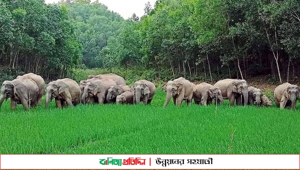 শেরপুরের পাহাড়ী জনপদ হাতির তান্ডবে দিশেহারা