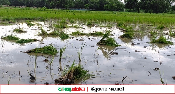 বিরোধের জেরে সাড়ে তিন বিঘা জমির ধানের চারা উপড়ে ফেলে প্রতিশোধ