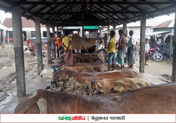 চামড়া আছে ক্রেতা নেই-বৃহত্তর পাকুটিয়ার হাটে ৩০০-৫০০ টাকায় গরুর চামড়া