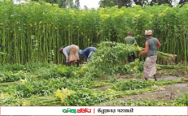 পাটের বাম্পার ফলন কৃষকের মুখে হাসি