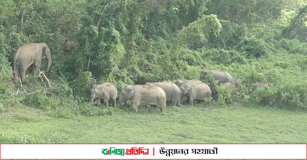 বন্য হাতির দলের অত্যাচারে অতিষ্ট পাহাড়ী এলাকার মানুষ