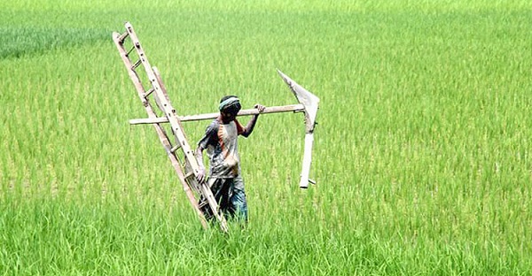 ১১ মাসে লক্ষ্যমাত্রার ৯৫ শতাংশ কৃষিঋণ বিতরণ