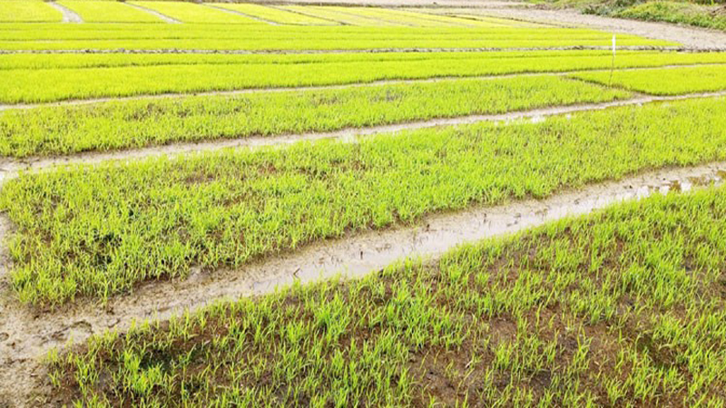 চরম হতাশা ও লোকসানের মুখে কৃষক : ঘন কুয়াশায় বীজতলার সর্বনাশ