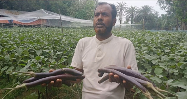 ১০০ কেজি বেগুন বিক্রি হয় ৫০০ টাকায়