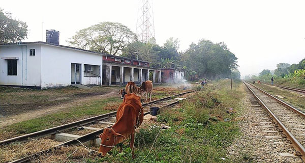 জনমানবহীন শতবর্ষী রেল স্টেশন এখন গো চারণ ভূমি