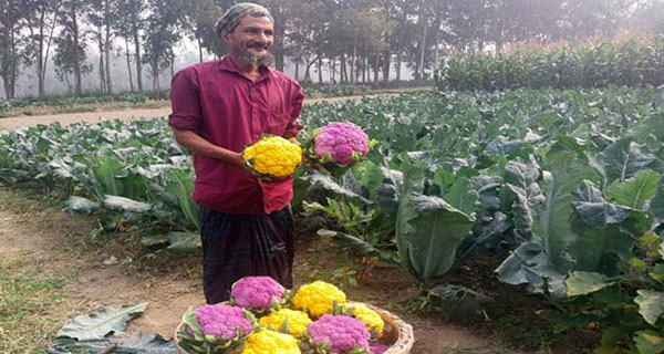 রঙিন ফুলকপি চাষে আগ্রহী হচ্ছে চট্টগ্রামের কৃষকরা