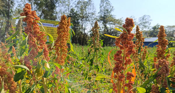 চট্টগ্রামে প্রথমবারের মতো চাষ হচ্ছে কিনোয়া