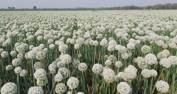 এবার ৩০০ কোটি টাকার ‘কালো সোনা’ উৎপাদনের আশা ফরিদপুরে